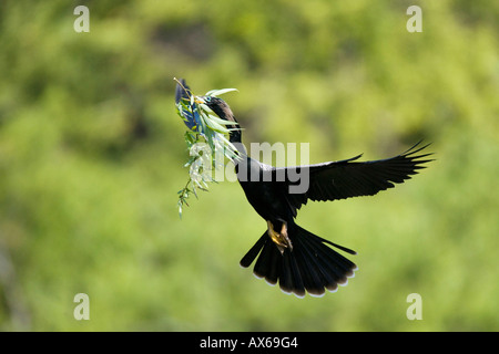 Amerikanische Darter Stockfoto