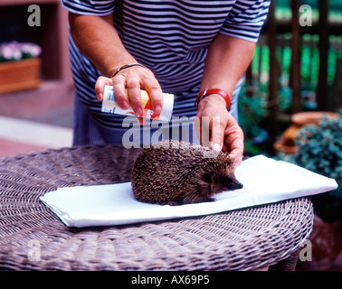 Europäische Igel Stockfoto