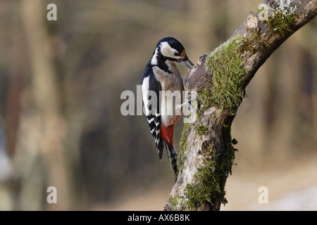 Buntspecht Dendrocopos großen Weibchen weibliche Specht Specht entdeckt Stockfoto