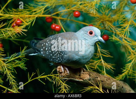 Diamond Dove Stockfoto