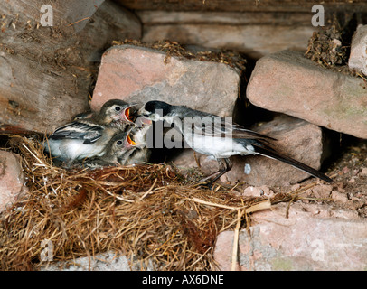 Pied Bachstelze / weiße Bachstelze Stockfoto