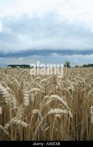 Shelf Cloud und Kaltfront über Getreidefeld. Bonen, Nordrhein-Westfalen, Deutschland, Europa Stockfoto