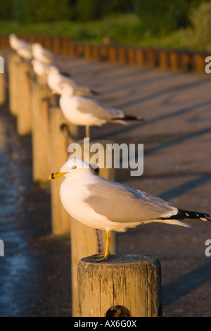 Ring in Rechnung gestellt Möwen (Larus Delawarensis) auf Holzpfosten, Palo Alto Baylands bewahren, San Francisco Bay, Kalifornien, USA Stockfoto