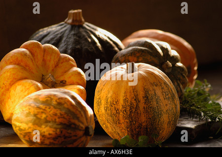 verschiedene Arten von Kürbis und Kürbis frische Kräuter Rosmarin Tageslicht Stockfoto