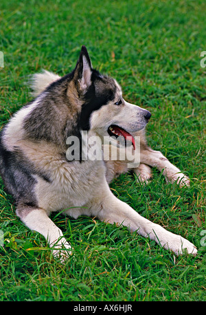 Siberian Husky im Feld liegend Stockfoto
