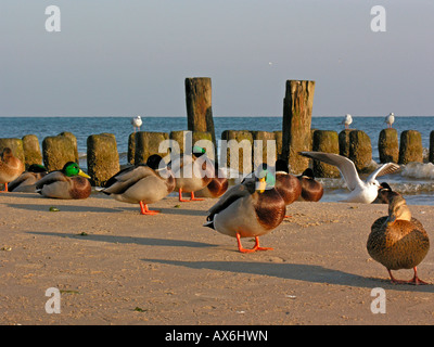 Stockente Enten (Anas Platyrhynchos) und Silbermöwen (Larus Argentatus) am Strand, Mecklenburg-Western Pomerania, Deutschland Stockfoto