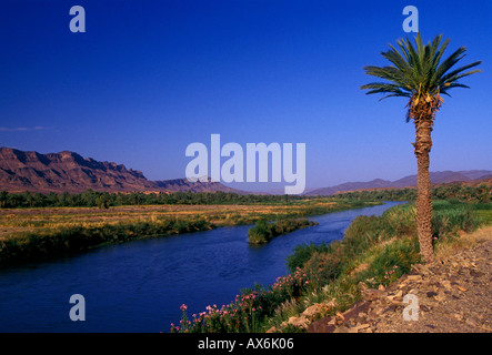 Oasis, Oasis zwischen Agdz und Zagora, Draa Fluss Draa Tal des Draa Tal, Marokko, Afrika Stockfoto