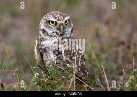 Nahaufnahme von Kanincheneule (Athene Cunicularia) im Feld Stockfoto