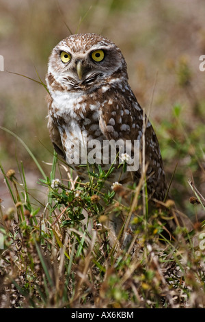 Nahaufnahme von Kanincheneule (Athene Cunicularia) im Feld Stockfoto