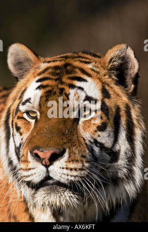 Nahaufnahme der sibirische Tiger (Panthera Tigris Altaica) Stockfoto