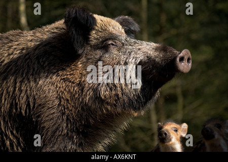 Nahaufnahme vom Wildschwein (Sus Scrofa), Schleswig-Holstein, Deutschland Stockfoto