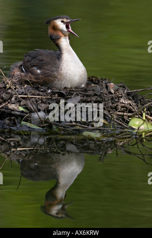 Nahaufnahme der Haubentaucher (Podiceps Cristatus) auf seinem Nest im Wasser Stockfoto