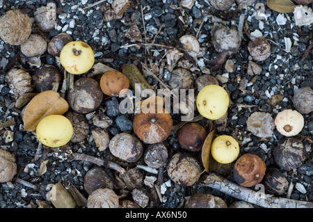 Poison Apple (Hippomane Mancinella) faulenden Früchten auf Boden, Santa Cruz, Galapagos, Ecuador Stockfoto