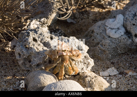 Semi-terrestrische Einsiedlerkrebs (Coenobita Compressus) in ein entstelltes auf Korallen, Urvina Bay Insel Isabela Galapagos Ecuador Stockfoto