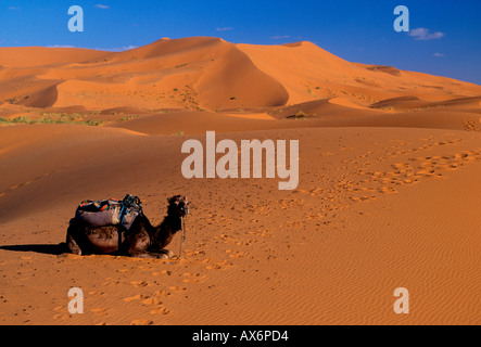 Kamel, Dromedar, Tier, Lasttier, Sahara, Sahara Wüste, Dünen, Sand, Dünen, Erg Chebbi, Fes, Marokko, Nordafrika, Afrika Stockfoto