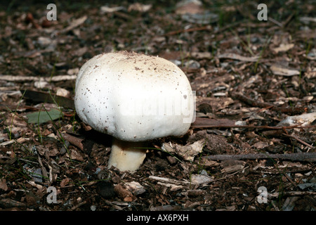 Gelbe Stainer Pilz - Agaricus Xanthodermus-Familie Agaricaceae Stockfoto