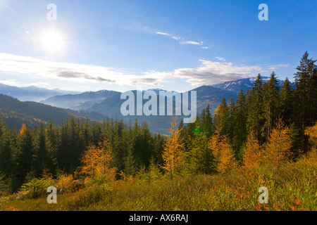 Bäume im Wald, Bischofshofen, Berchtesgadener Alpen, Pongau, Salzburgerland, Österreich Stockfoto