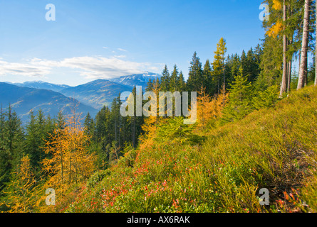 Nadelbäume in Wald, Bischofshofen, Pongau, Salzburgerland, Österreich Stockfoto