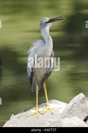 White-faced Reiher Jagd nach Nahrung, kleine Fische am Rand des Sees Stockfoto