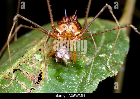 Harvestman (Phalangid) Essen ein Insekt in den Regenwald Unterwuchs Stockfoto