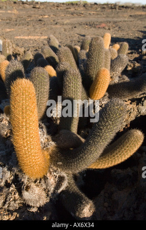 Lava-Kaktus (Brachycereus Nesioticus) wächst auf kargen Lavafeld, Punta Moreno, Isabela Island, Galapagos, Ecuador Stockfoto