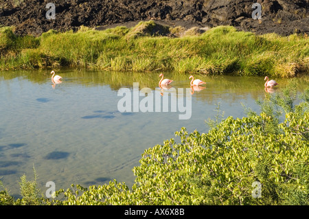 Größere Flamingo, Phoenicopterus Ruber im Solebecken, Punta Moreno, Isabela Island, Galapagos, Ecuador Stockfoto