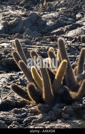 Lava-Kaktus, Brachycereus Nesioticus wächst auf kargen Lavafeld, Punta Moreno, Isabela Island, Galapagos, Ecuador Stockfoto