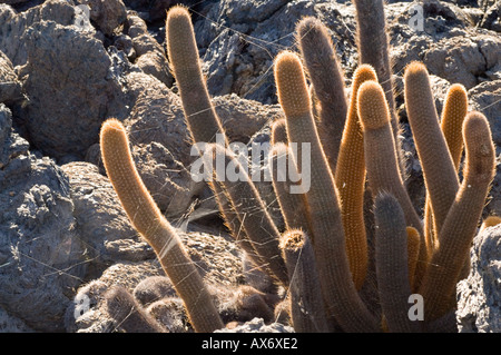 Lava-Kaktus, Brachycereus Nesioticus wächst auf kargen Lavafeld, Punta Moreno, Isabela Island, Galapagos Ecuador Stockfoto