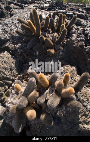 Lava Kaktus (Brachycereus Nesioticus) Punta Moreno, Isabela Island, Galapagos, Ecuador Stockfoto