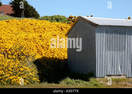 Eine Metall Schuppen mit blühenden gelben Büschen hinter in Port Stanley, Falkland-Inseln Stockfoto