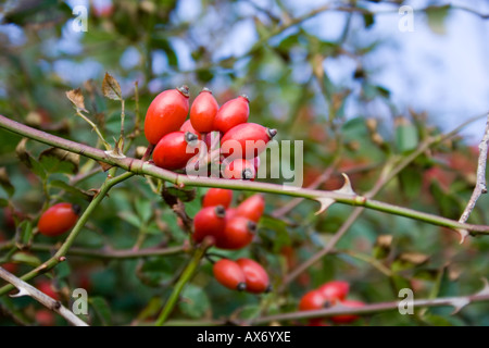 Wild Rose or Dog Rose Hips , West Sussex, UK Stockfoto