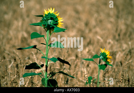 Sonnenblume (Helianthus Annuus) im Weizenfeld Stockfoto