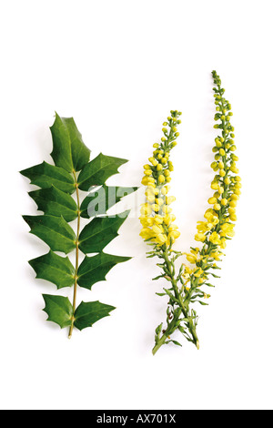 Mahonia Aquifolium Blumen (Mahonia Aquifolium) Stockfoto