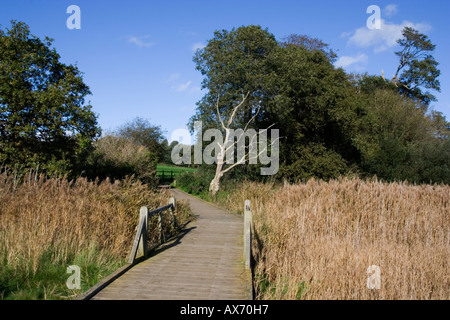 Ufer Spazierweg durch Röhricht in Upton Country Park, Dorset, Großbritannien Stockfoto