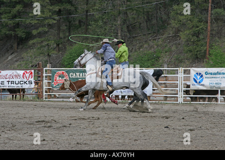 Cowboys im Galopp nach ein Kalb in der Wade bei einem Rodeo roping Stockfoto