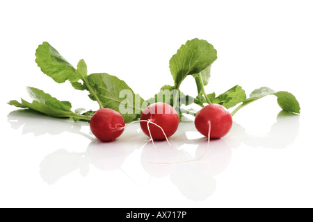 Radieschen (Flamboyant Sabina) Stockfoto