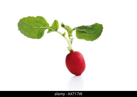 Radieschen (Flamboyant Sabina) Stockfoto