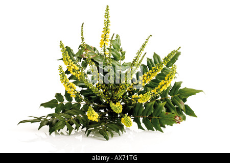 Mahonia Aquifolium Blumen (Mahonia Aquifolium) Stockfoto