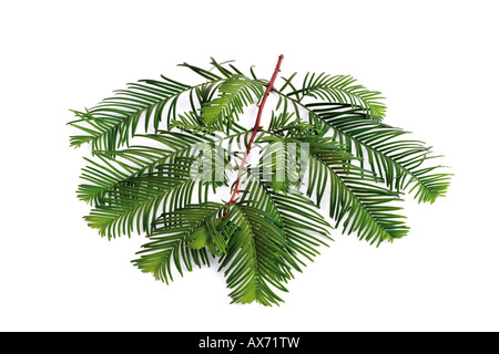 Zweig der Eibe (Taxus Baccata) Stockfoto