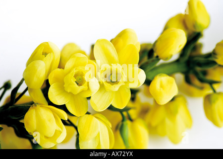 Mahonia Aquifolium Blumen (Mahonia Aquifolium) Stockfoto