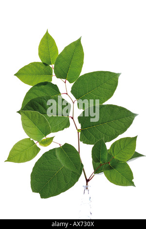 Blätter des Japanischen Knöterich (Fallopia Japanica) Stockfoto