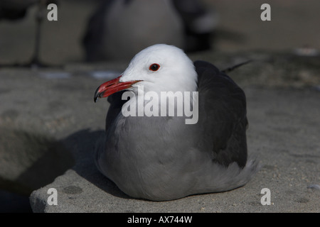 Heermann Gull Larus Heermanni ruhen, Nahaufnahme, roten Schnabel und rote-Augen-Ring auf Santa Barbara Beach Kalifornien im Januar Stockfoto