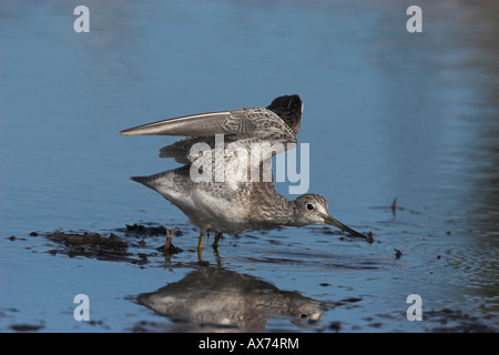 Größere Yellowlegs Tringa Melanoleuca in flachen Pool, auf der Suche nach Nahrung mit Flügeln am French Creek Vancouver Island BC angehoben Stockfoto