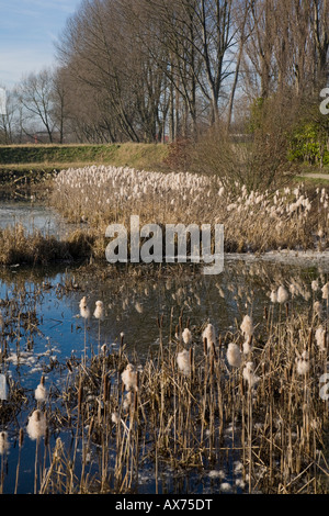 Rohrkolben in Samen im Naturreservat Heaton Mersey. Heaton Mersey, Stockport, grösseres Manchester, Vereinigtes Königreich. Stockfoto