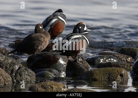 Harlekin Ente Histrionicus Histrionicus männlichen stehen auf Felsen mit einem anderen männlichen & weibliche bei Qualicum Beach Vancouver Island BC Stockfoto