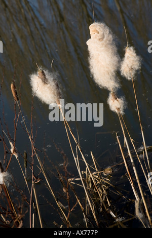 Rohrkolben in Samen im Naturreservat Heaton Mersey. Heaton Mersey, Stockport, grösseres Manchester, Vereinigtes Königreich. Stockfoto