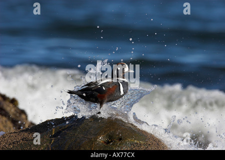 Harlekin Ente Histrionicus Histrionicus männlichen stehen auf Felsen und immer spritzte von Welle bei Qualicum Beach Vancouver Island Stockfoto