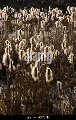 Rohrkolben in Samen im Naturreservat Heaton Mersey. Heaton Mersey, Stockport, grösseres Manchester, Vereinigtes Königreich. Stockfoto