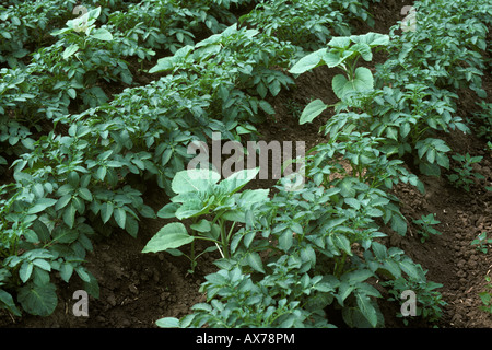 Freiwillige Sonnenblumen Helianthus Annuus Unkräuter in eine junge Kartoffel Ernte Deutschland Stockfoto