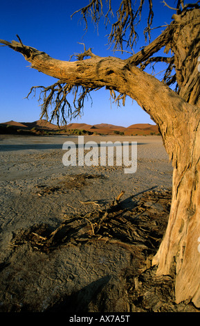 Alten Camelthorn Baum in Nara Vlei in der Nähe von Sossusvlei Namib Wüste Namibia Stockfoto
